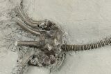 Crinoid (Lyriocrinus) Fossil - Rochester Shale, New York #203135-2